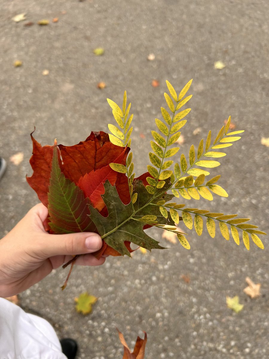 About to start a new art project with our 6&amp;7s <a href="/MrEvon_StA/">Mr. Evon's Class</a>, focusing on realism &amp; pastels!
First step, find some beautiful leaves to inspire you! 🍂🍁🍃 Look at that colour and species variation! 
Can you identify all of the leaves found in our local forest? 👀 
<a href="/StAlphonsaDP/">St. Alphonsa Catholic Elementary School</a>