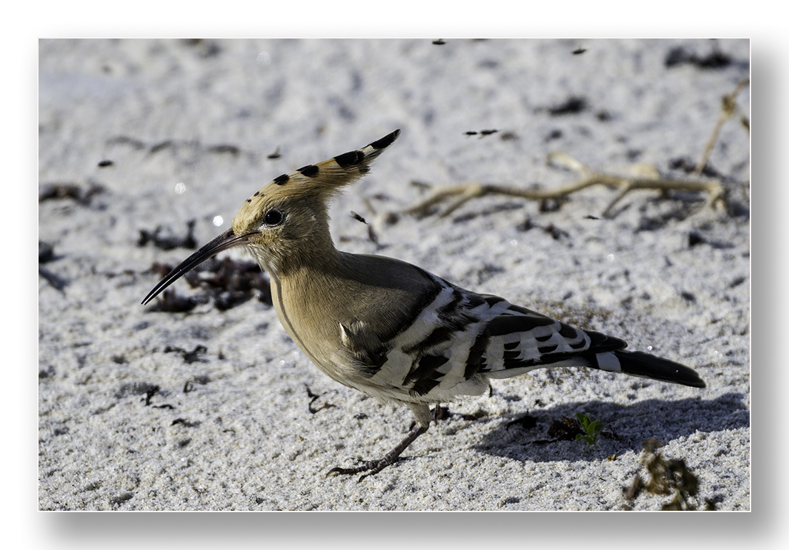 barnard_ian's tweet photo. Hoopoe on Periglis, St Agnes https://t.co/NkZCt6vEZS