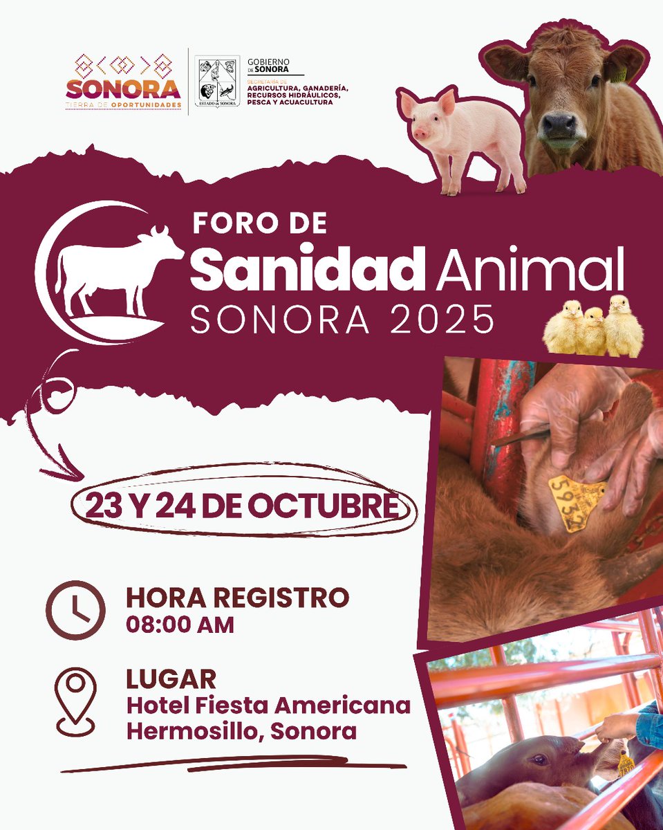 CelidaLopezc's tweet image. Llega el Foro de Sanidad Animal Sonora 2025, un espacio para compartir experiencias, aprender y fortalecer juntos la ganadería sonorense.

🗓️ 23 y 24 de octubre
📍 Hotel Fiesta Americana, Hermosillo
🕗 Registro 8:00 a.m.