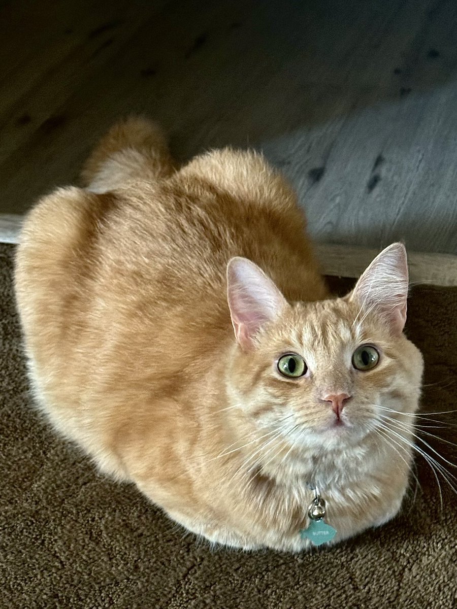 DewdropDaki's tweet image. His head always smells like honey 🍯✨💛