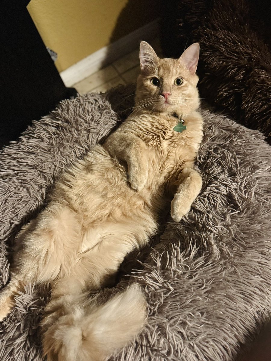 DewdropDaki's tweet image. His head always smells like honey 🍯✨💛