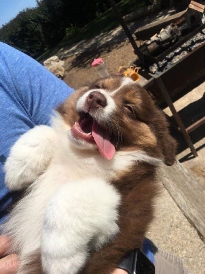 Pawes_and_pups's tweet image. 