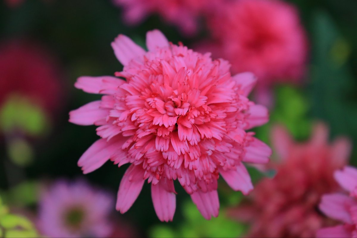 FortuneLook's tweet image. マーガレット🌸丁子咲の素敵な花✨とても映えて✨綺麗ですね☺️
#花好きな人と繋がりたい  #花が好きな人と繋がりたい #キリトリセカイ 
#写真好きの人と繋がりたい