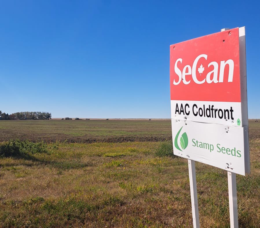 Lots of our winter crops near Hays this season.
AAC Coldfront winter wheat is coming up now on lentil stubble  stampseeds.com/coldfront-wint…
#WestCdnAg