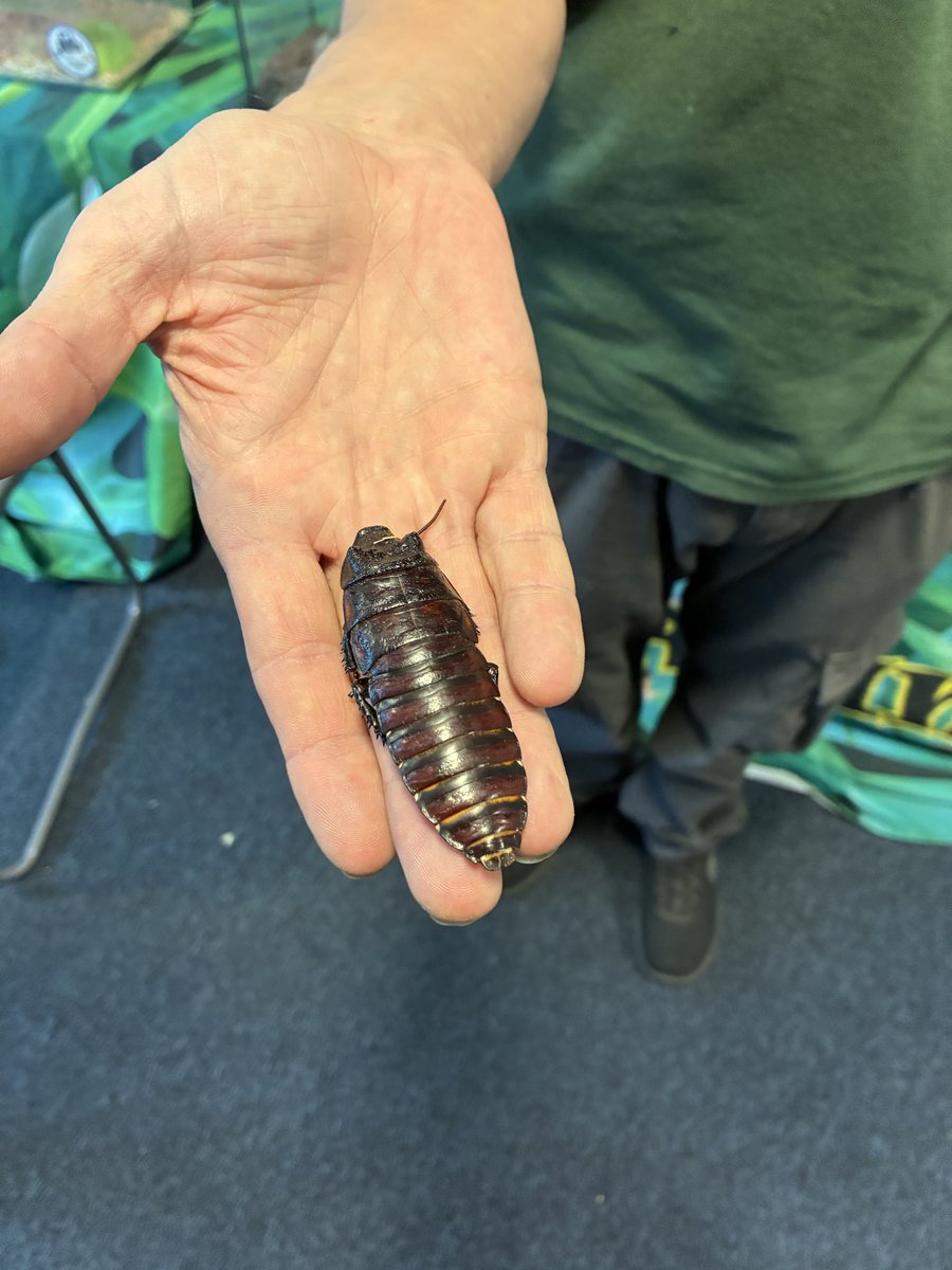 Forrester High School - Wellbeing Hub tweet media