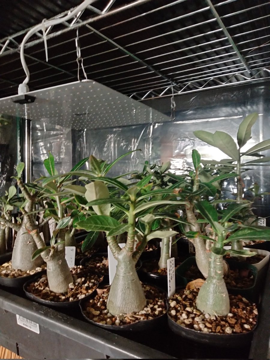 油彩画 アデニウム 油彩画 アデニウム 油彩画 アデニウム