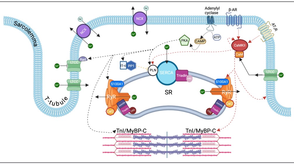 Circulation tweet media