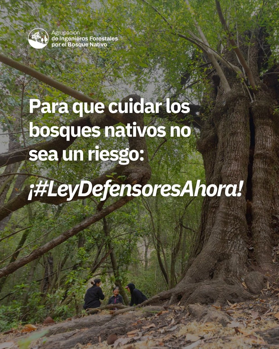 bosquenativo_cl's tweet photo. Firman 691 juntas de vecinos, organizaciones de DDHH y medio ambiente, comunidades de pueblos originarios, colegios profesionales y movimientos sociales, porque #JuntosSomosMásfuertes, ¡#LeyDefensoresAhora! ⚖️🌿 #escazúahorachile #ddhhchile #dóndeestájuliachuñil #aifbn https://t.co/l9n0KBXqPg