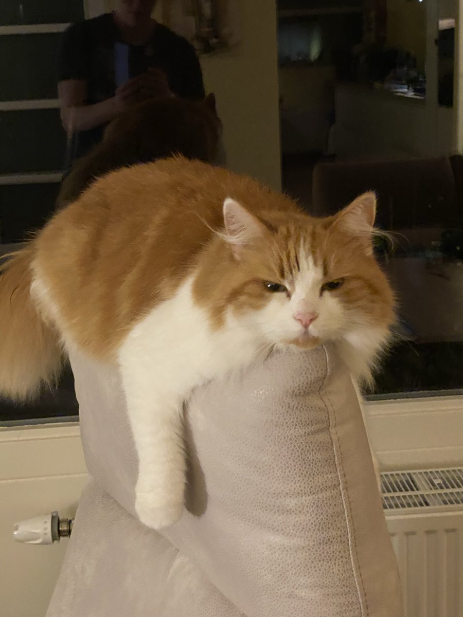 The Orange queen is sleepy