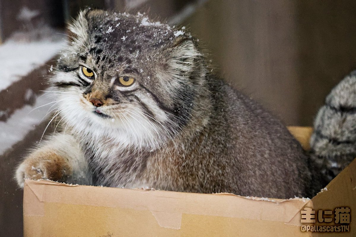 黄金色の猫 プラクルアン ゴールデンキャット 黄金色の猫 プラクルアン ゴールデンキャット 黄金色の猫