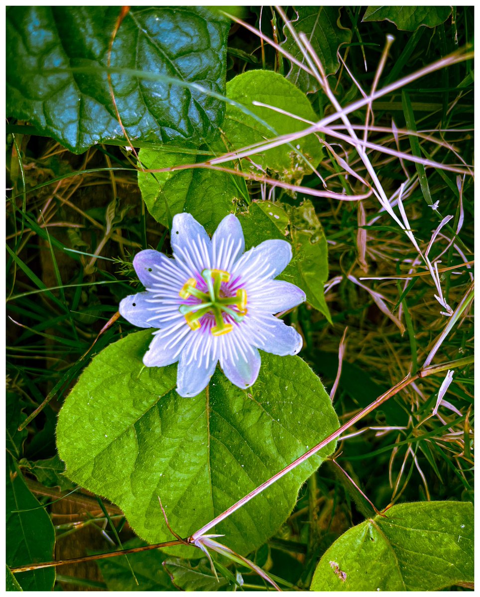 elishareps's tweet image. #mobile #photographer #indianphotography #lightroom #adobe
