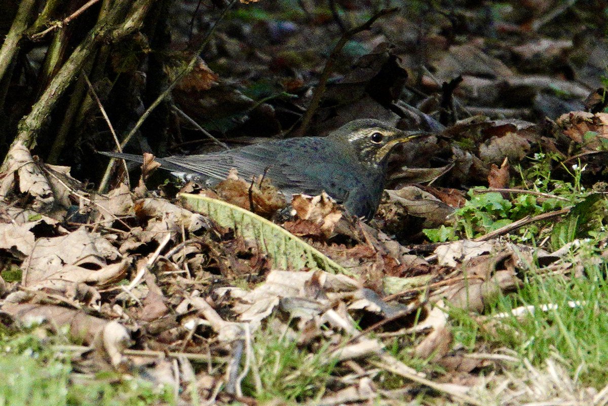 Jacquie Bridges tweet media