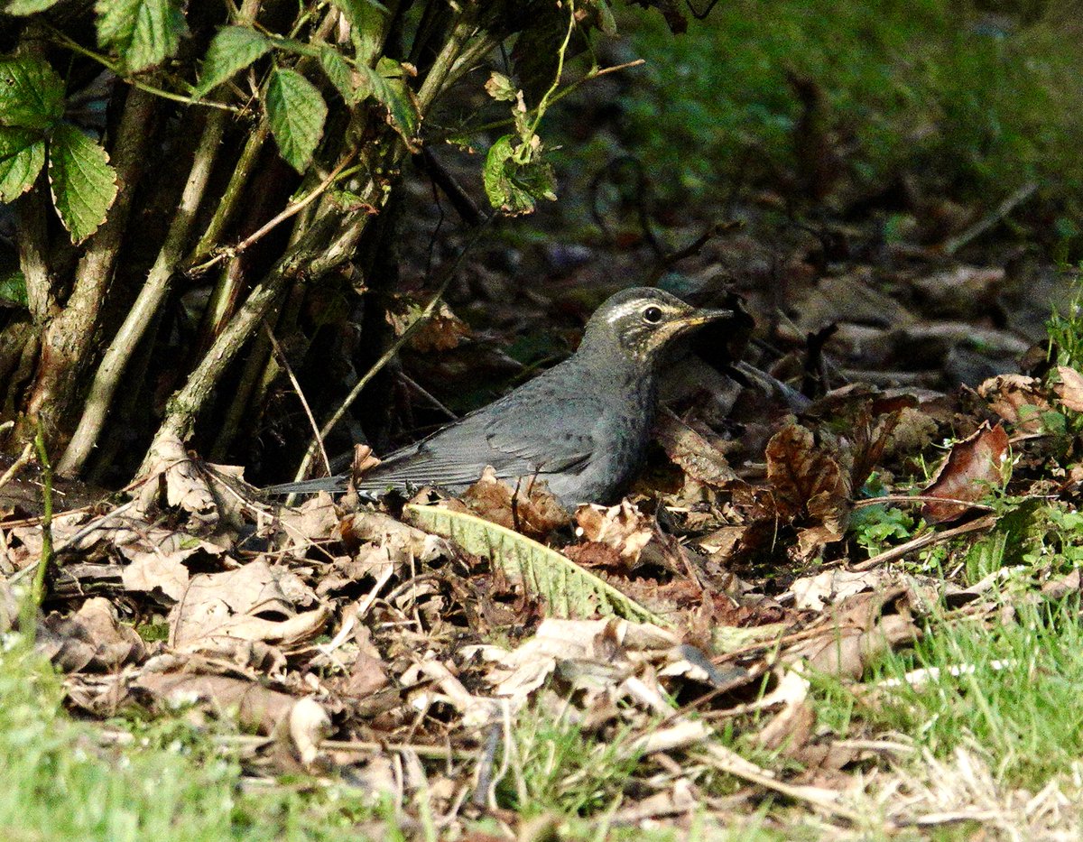 Jacquie Bridges tweet media