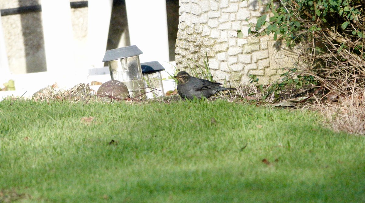 Jacquie Bridges tweet media