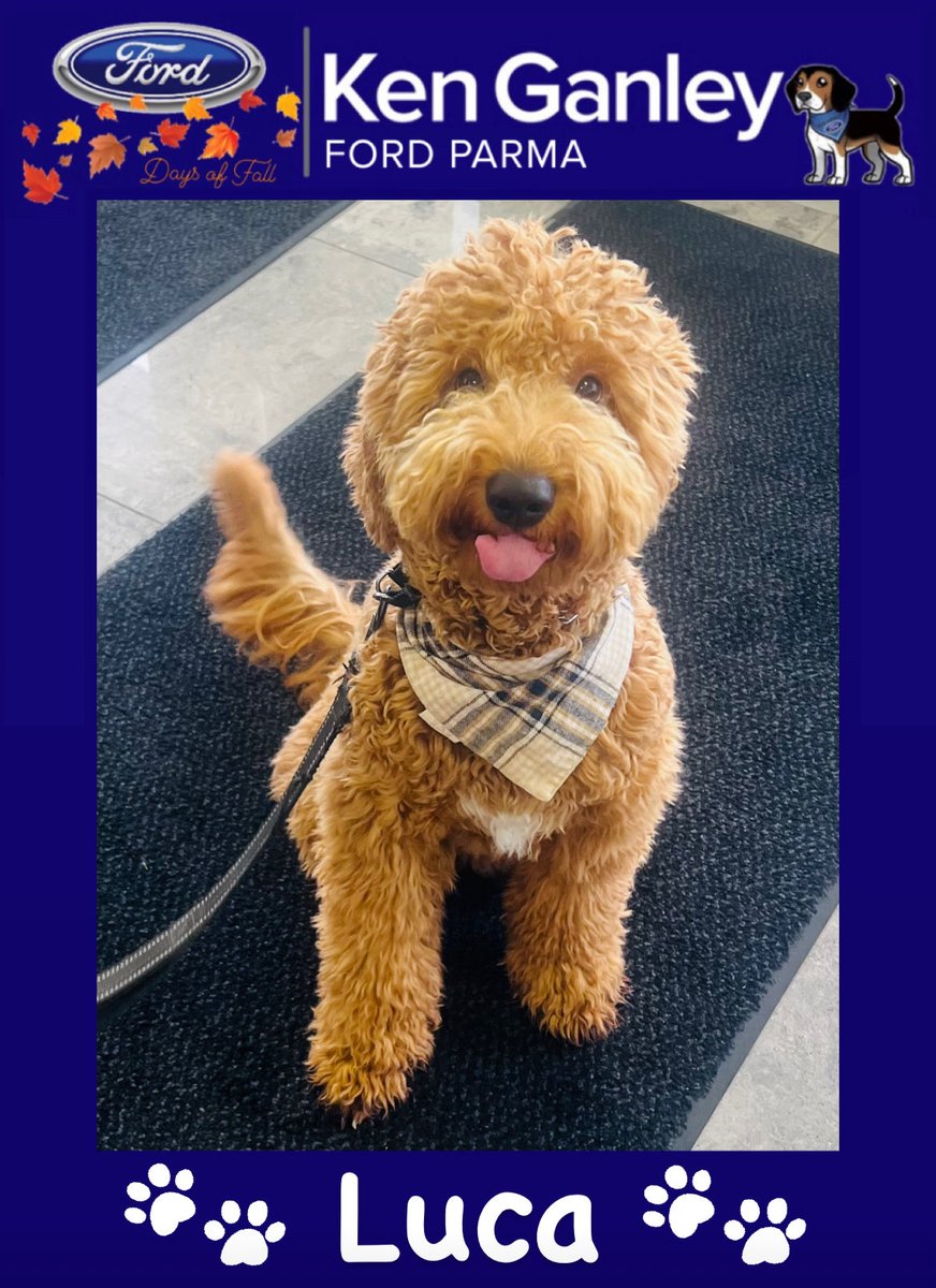GanleyFordParma's tweet image. 🐶 This handsome pup Luca is visiting us today! We love it when our furry friends visit us!! #KenGanleyFordParma #FurryFriend
