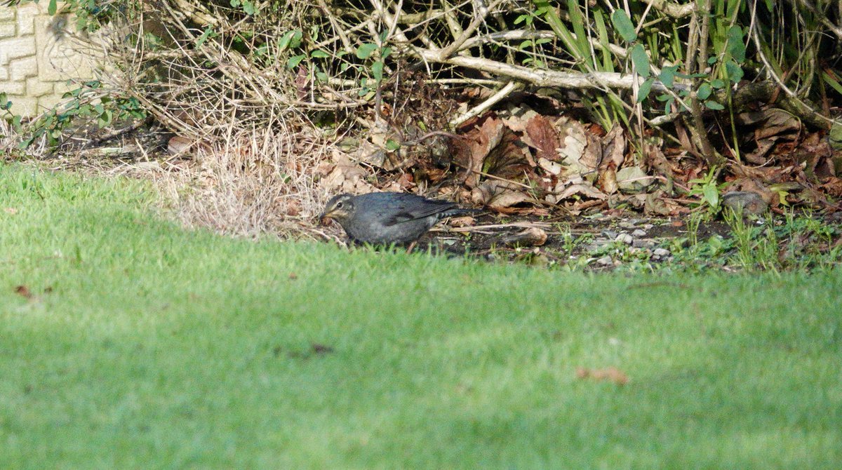 Jacquie Bridges tweet media