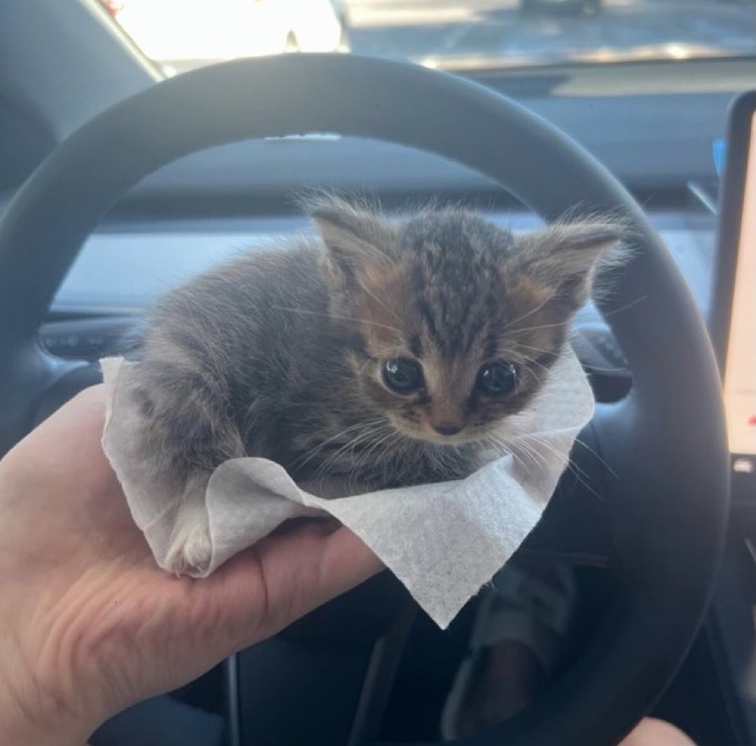 Alguien quiere gatorta?