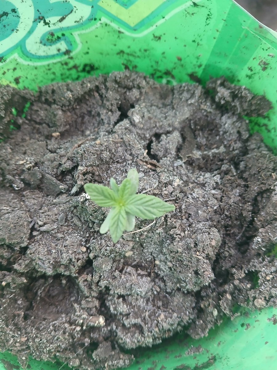 LEGALIZACHILE's tweet photo. 4 cotiledones, 4 primeras hojas, que suerte! https://t.co/xg4ePVWsSL