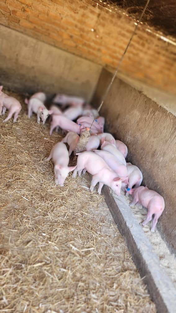 Sir Jay-Tee tweet media