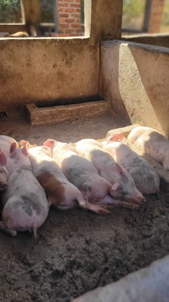 Sir Jay-Tee tweet media