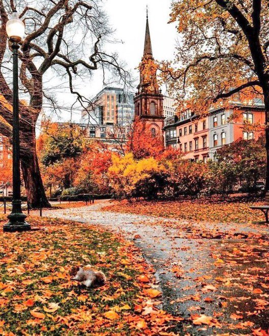visualtherapy0's tweet image. autumn in New England🍁
