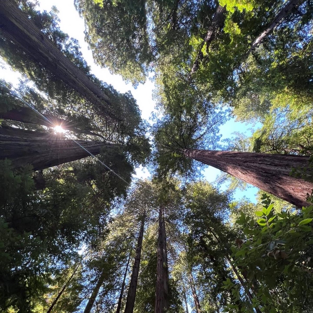 stanleygajete's tweet image. ENCOUNTER WITH NATURE 🌿🇺🇸❤️

Sometimes we get so caught up chasing our dreams that we forget to just breathe &amp;amp; reconnect with nature. Soaked in God’s beautiful gift of life surrounded by green &amp;amp;  warm embrace of Mother Earth at Muir National Park, California, USA. 🙏🌲💚🇺🇸
#Muir