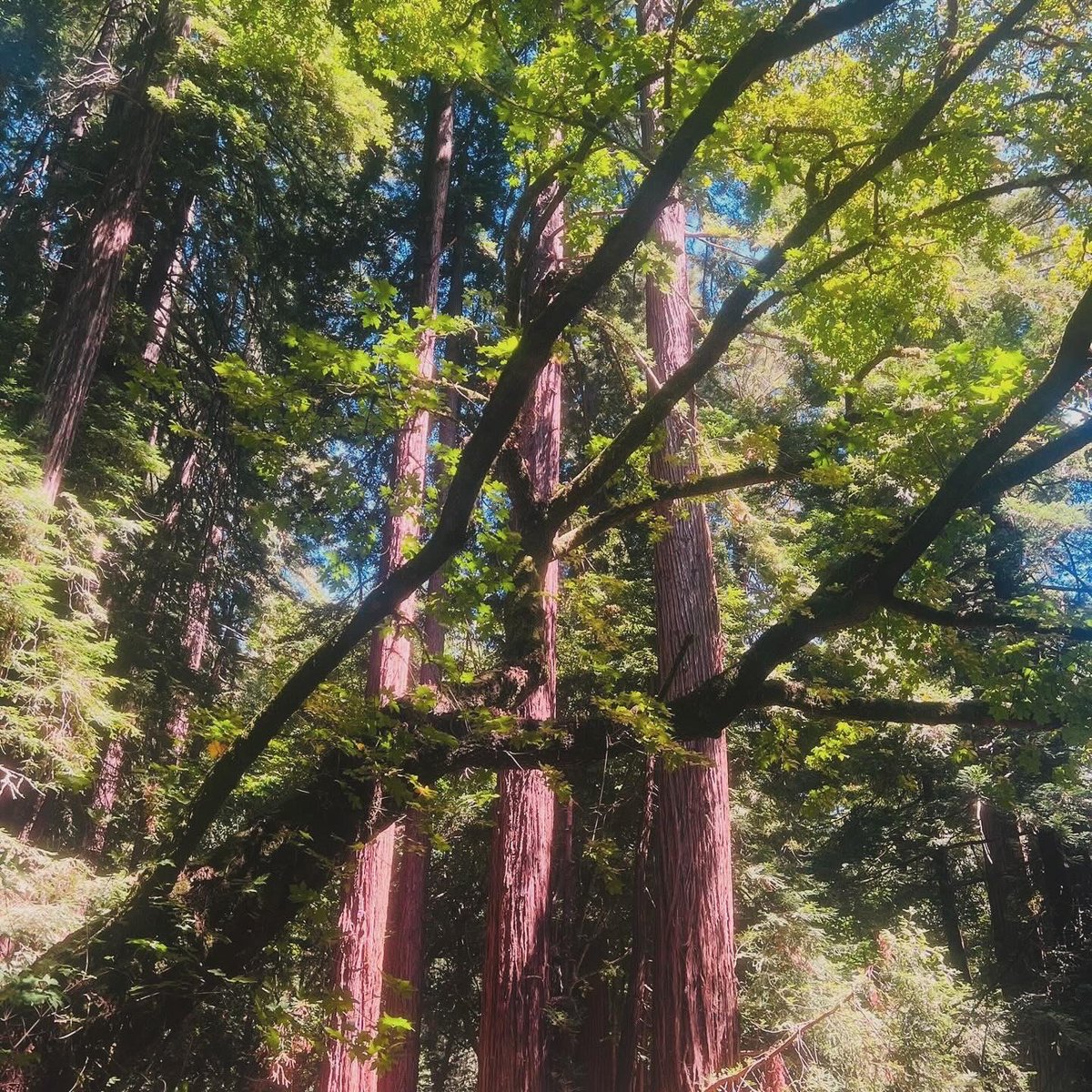 stanleygajete's tweet image. ENCOUNTER WITH NATURE 🌿🇺🇸❤️

Sometimes we get so caught up chasing our dreams that we forget to just breathe &amp;amp; reconnect with nature. Soaked in God’s beautiful gift of life surrounded by green &amp;amp;  warm embrace of Mother Earth at Muir National Park, California, USA. 🙏🌲💚🇺🇸
#Muir