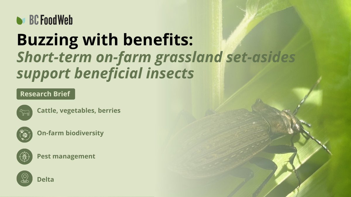 🌾🪲 A new study in Delta, BC shows that grassland set-asides — especially those with flowers — support higher numbers and greater diversity of beneficial insects than cropped fields.

Read the summary of the research, prepared by <a href="/BCFoodWeb/">BC Food Web</a>: bcfoodweb.ca/briefs/buzzing…