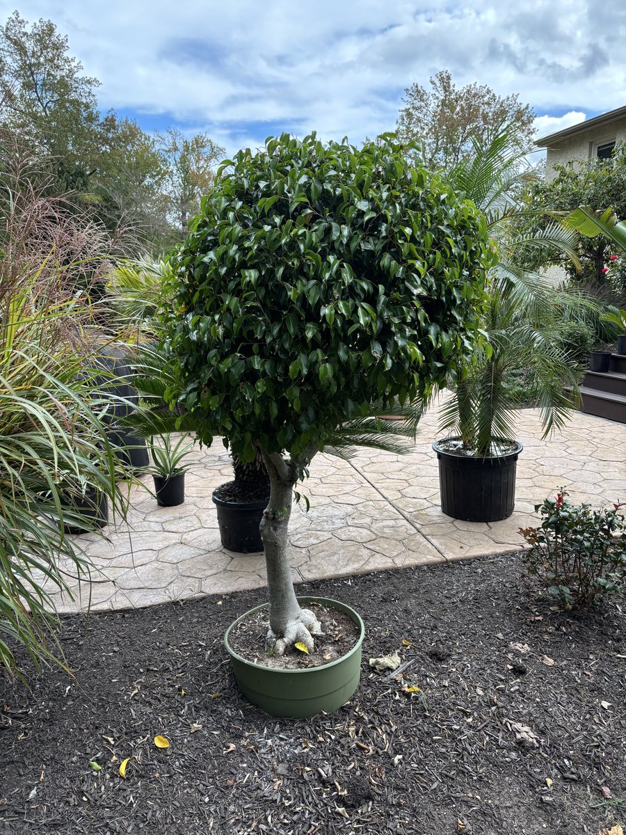 Selecta Jerry tweet media