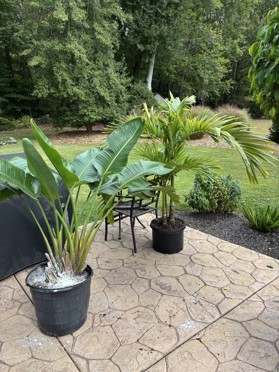 Selecta Jerry tweet media