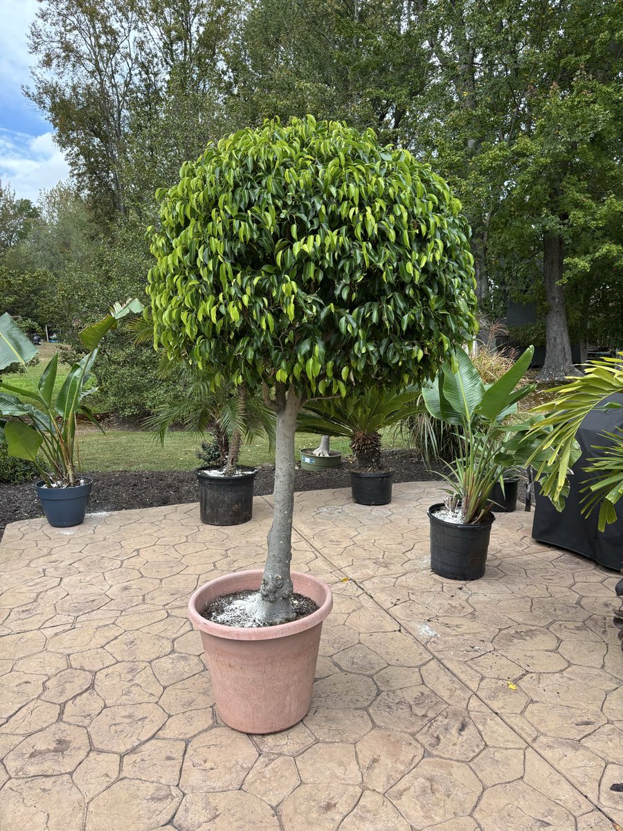 Selecta Jerry tweet media