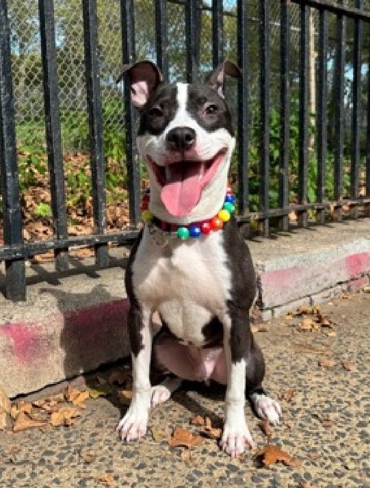 Moishe's Mom tweet media