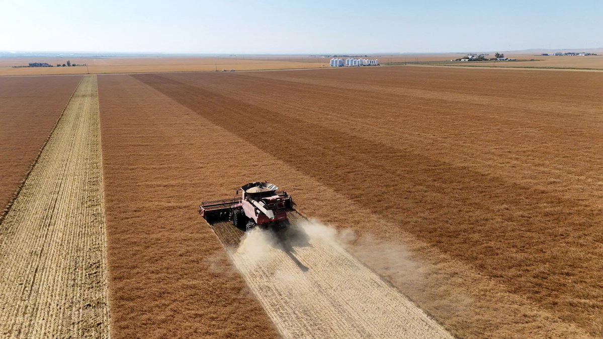 A big thank you to the Greenwood Colony for partnering with us on this LibertyLink® canola trial! 🌱

Here are a few snapshots from weigh day at the end of September as we combined the trial.