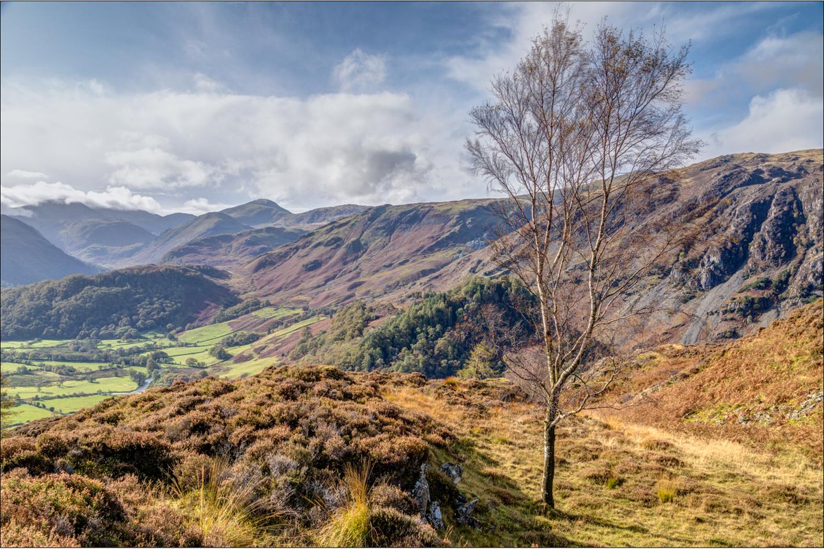 andrewswalks's tweet image. Borrowdale birches