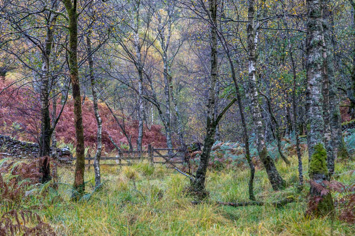 andrewswalks's tweet image. Borrowdale birches