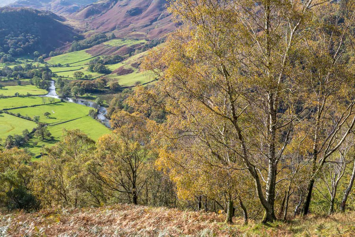 andrewswalks's tweet image. Borrowdale birches
