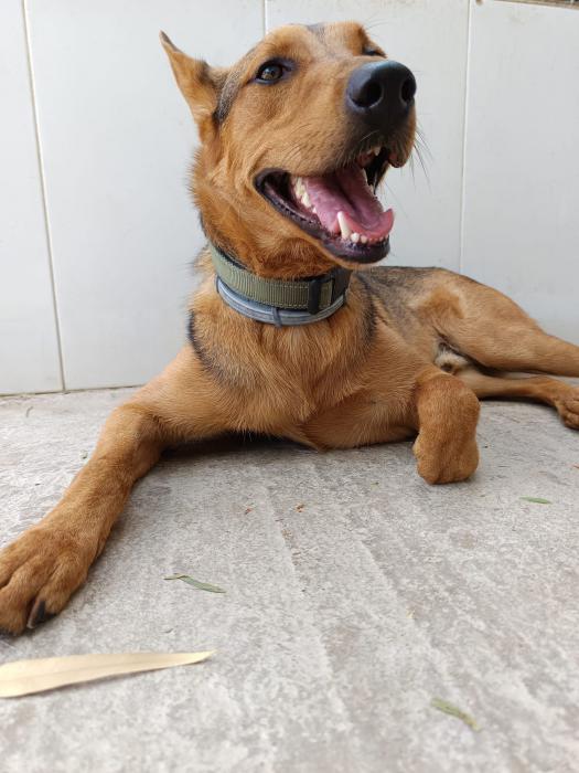 Protectora de animales SVPAP tweet media