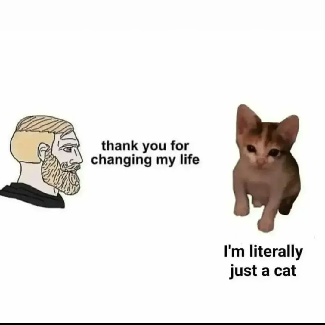 smol silly cat tweet media