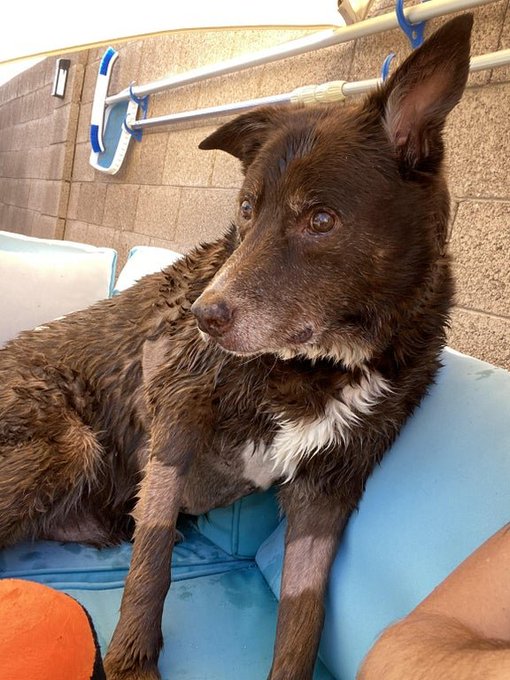 _XDogs's tweet photo. Just adopted this old man to give him some comfort in his golden years." ❤ Please don't scroll without sending him some love! https://t.co/o6ahGWNpZQ