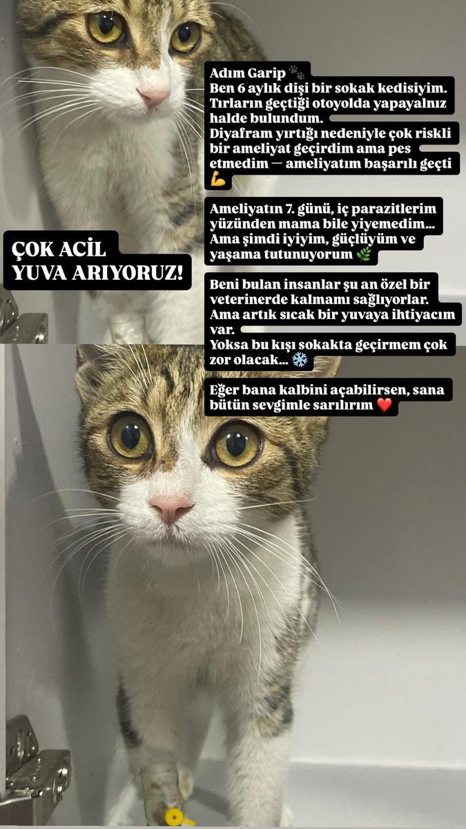 senoskobi's tweet photo. ACİL YUVA/İSTANBUL
Yaklaşık 6 aylık, diyafram yırtığı ameliyatı oldu ve özel bir veteriner kliniğinde konaklıyor. Tüm kontrolleri, parazit uygulamaları, kan tahlilleri ve röntgenleri tamamlandı; genel durumu iyi. Bu kışı sokakta geçirmemesi gerekiyor acil yuva arıyoruz. https://t.co/Wrgqim8CR2