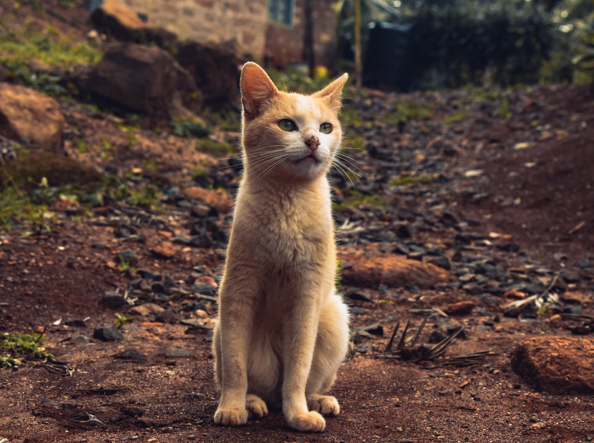 teddy_mandela's tweet image. Just another day ruling the backyard kingdom❣️📸🔥
#cats
#Serenity