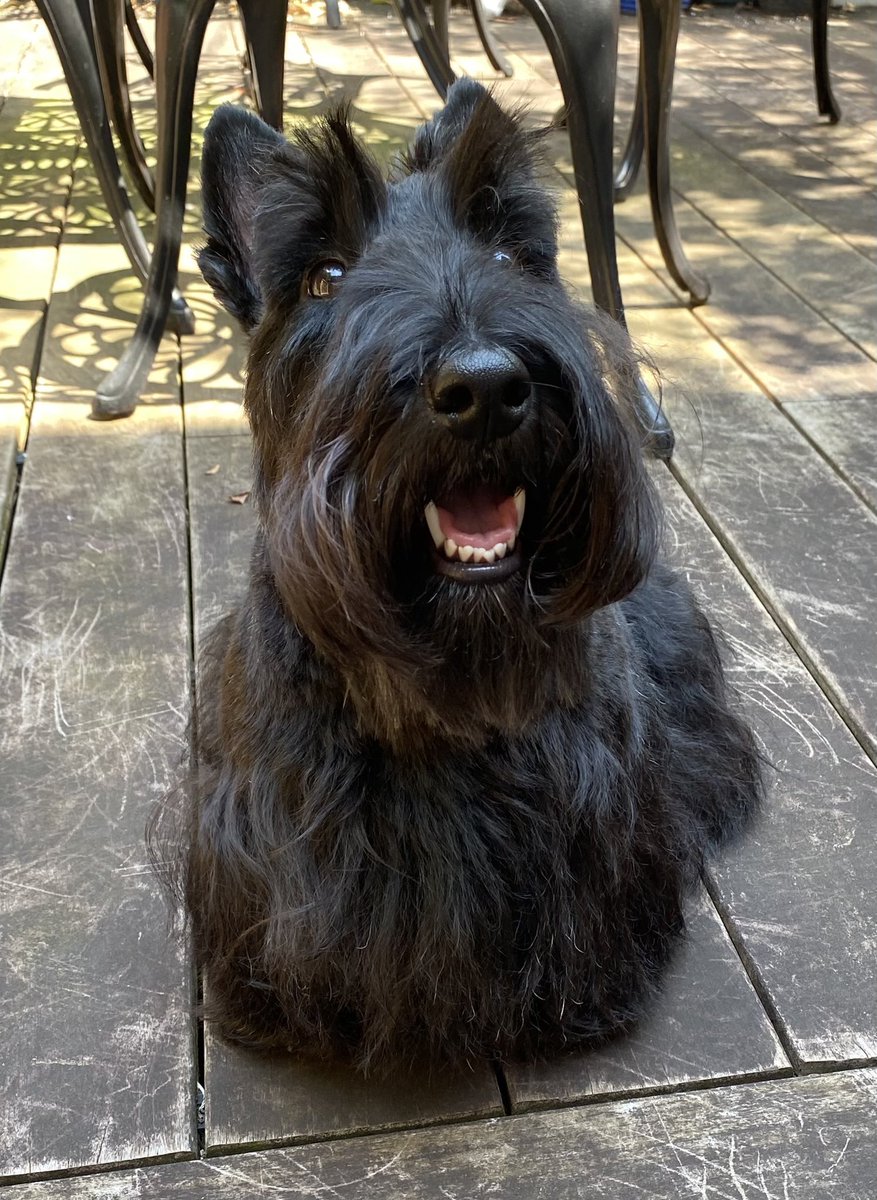 DrGaryO's tweet photo. @JonahDispatch If Pippa needs additional Scottie time let me know where she can meetup with Knox. He loves to run and play with spaniels, https://t.co/93XLBqVr9E