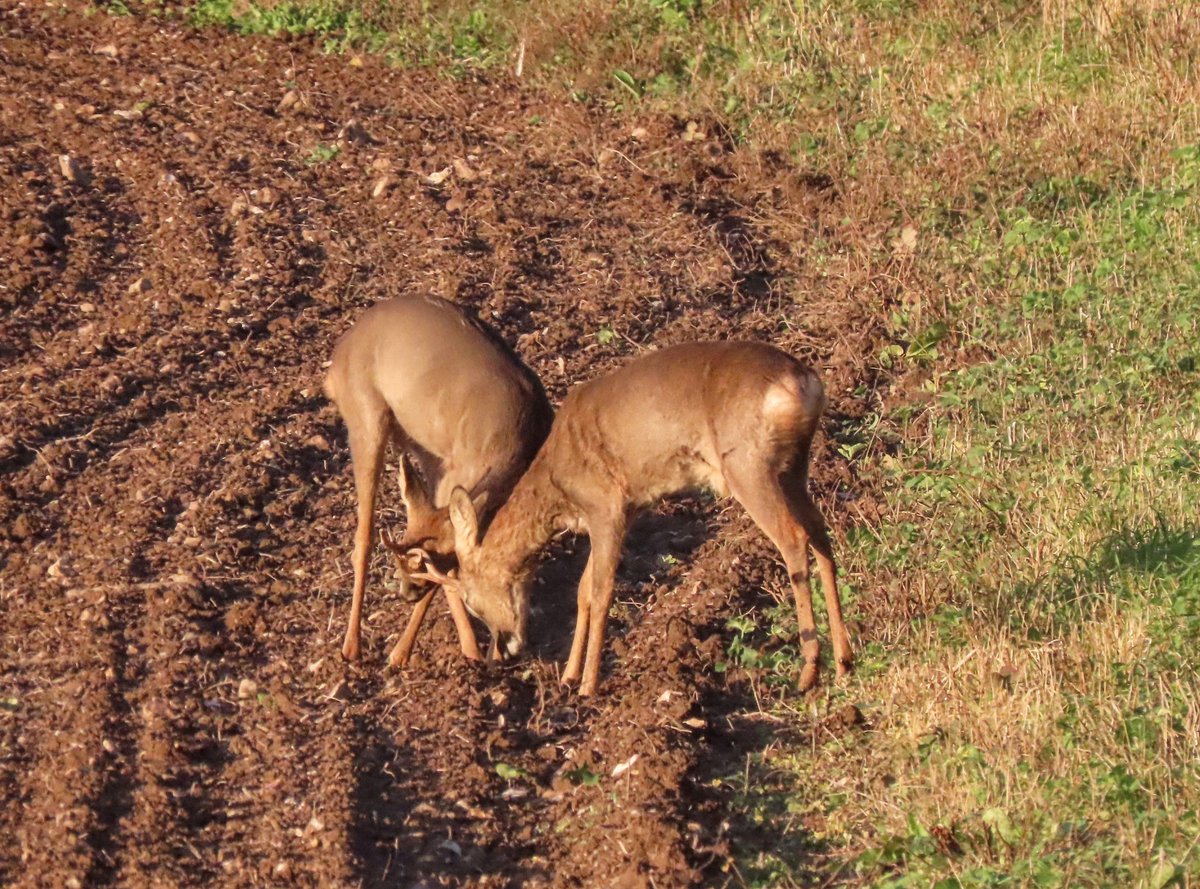 Lucky to watch 2 Roe Bucks starting to rut on Sunday. Upper Allen Valley.