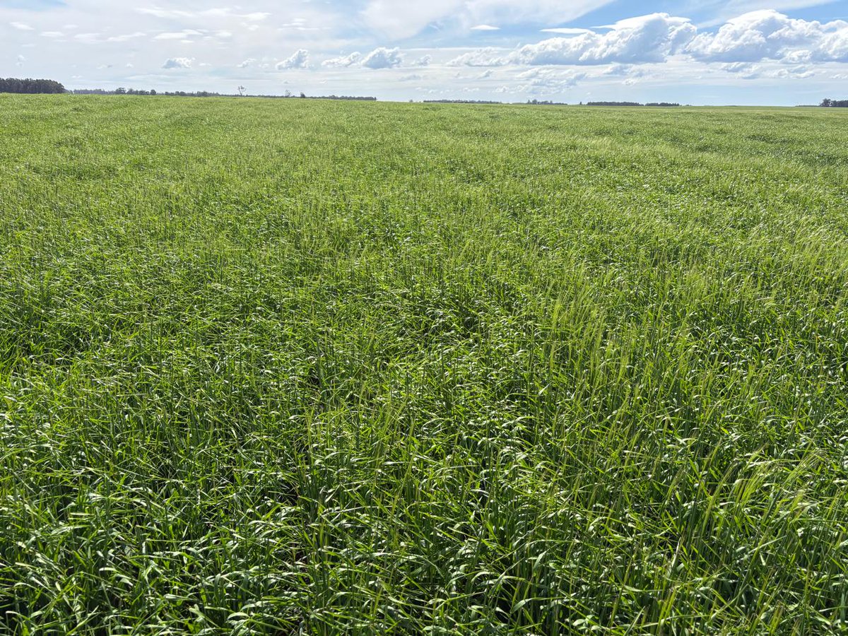 Cebada Overture, ya se realizó la segunda aplicación de fungicida, a seguir con monitoreo y q el clima acompañe en la recta final #cebada <a href="/Marcelo97111/">Marcelo López (El Colo)</a> <a href="/JonatanMauro1/">Jonatan Mauro</a> <a href="/CotiCF/">Constanza</a> <a href="/fidelcortese/">fidelcortese</a>