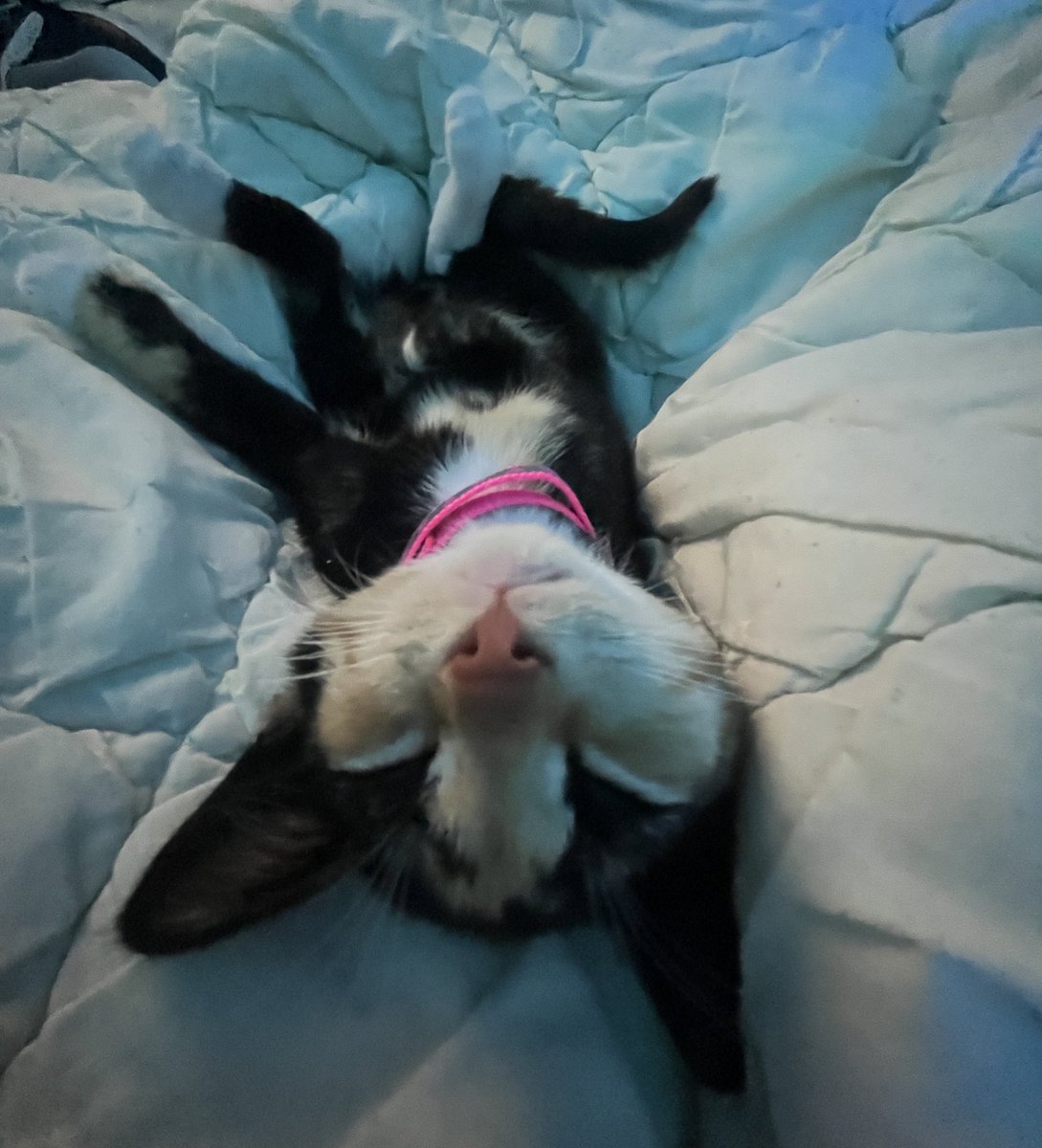 katzencontent