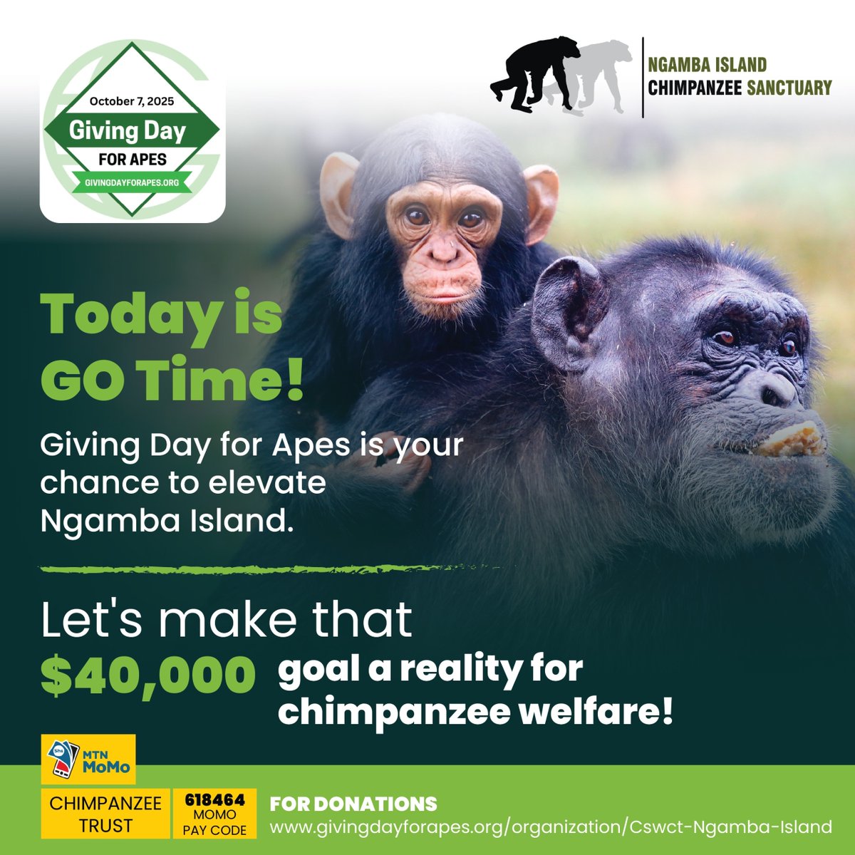 #Chimpanzeetrust tweet media