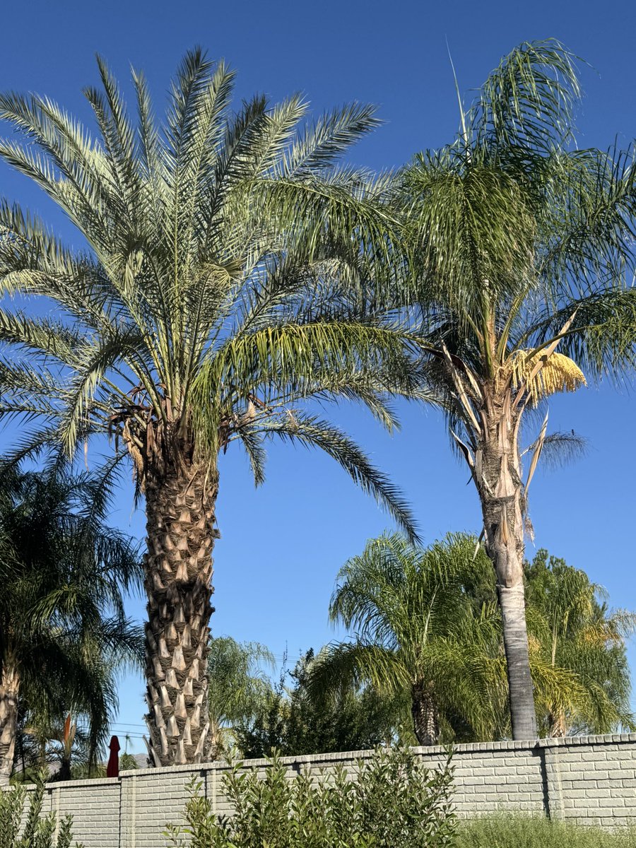IndiaNichole19's tweet image. Lovely shot of palm trees I took on our walk this morning..🌴🌴💗💛💚 #Palmtrees #NaturePhotography