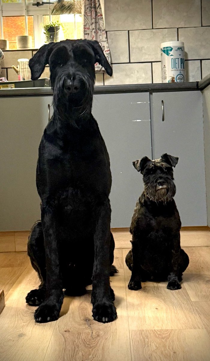 Stala_1's tweet photo. My boys 💙 giant schnauzer 1year old and mini schnauzer 7. https://t.co/qMvQBoSfpq