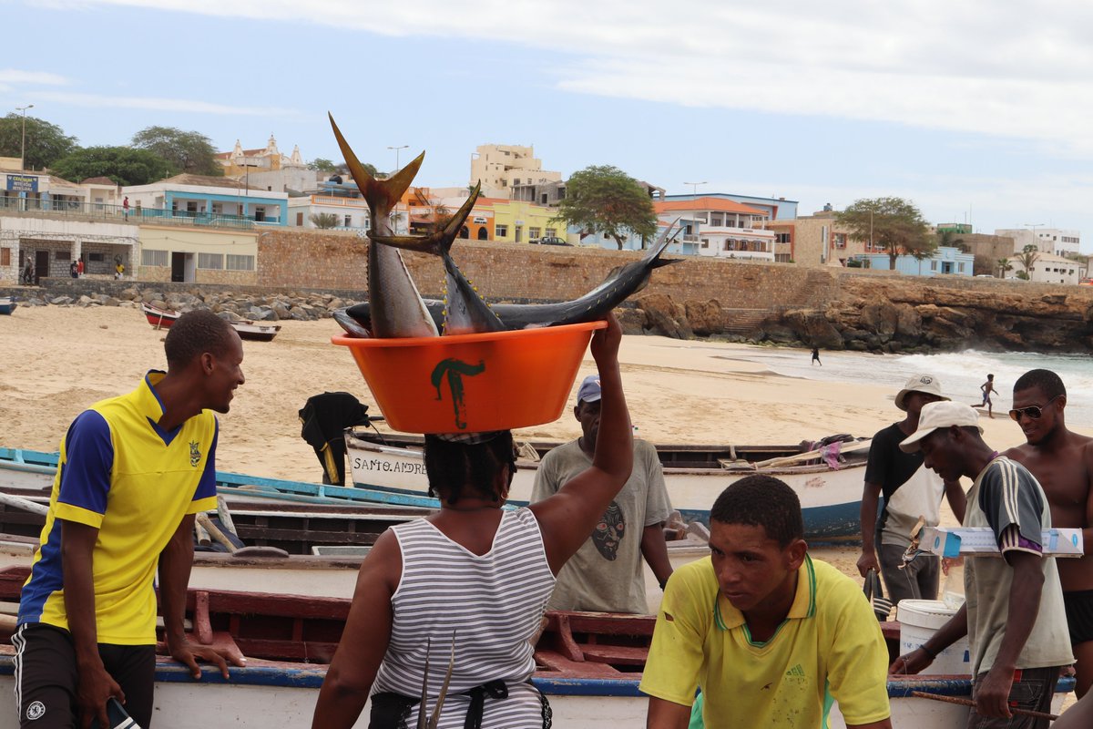 FAOCaboVerde's tweet image. #CECAF 🐟 Fisheries data Eastern Central Atlantic:

➡️ 6.4% of global marine fisheries production (2021) - 5.2 million tons

➡️ 52.6% of stocks are overexploited

➡️ 30.8% are exploited at the maximum sustainable level

➡️ 16.5% are underexploited

#SDG14 #EAFNansen