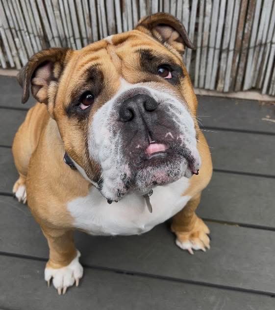 Dogs4Rescue's tweet image. Our lovely Peggy will soon be heading back to the rescue from her wonderful foster home on 25th October — and while her foster family have absolutely loved having her, their time together is sadly coming to an end 🥺

Peggy has stolen their hearts with her big personality, cuddly…